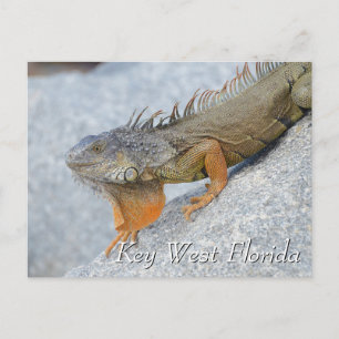 Iguana in Key West Florida Postkarte