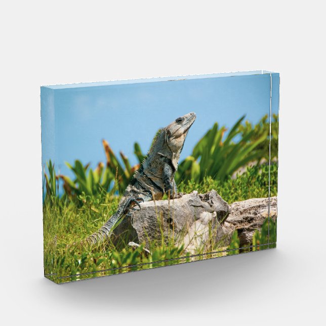 Iguana in Mexiko Fotoblock (Links)