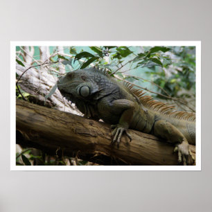 Iguana in Tree Poster