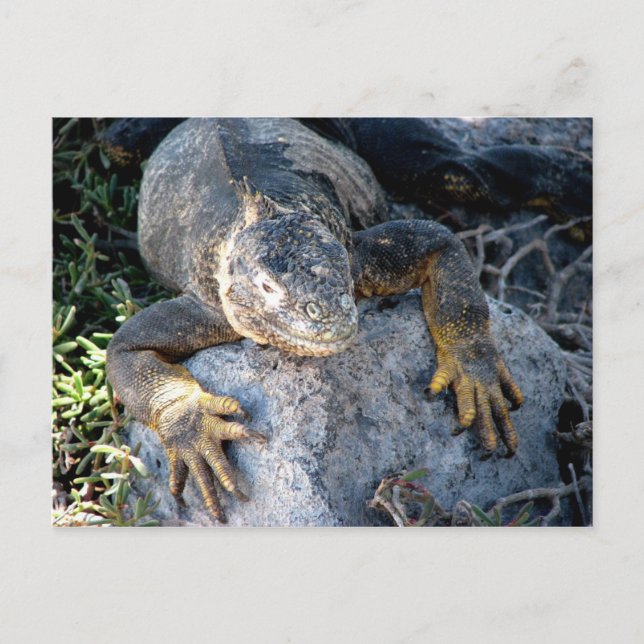 Iguana, Islas las Plazas, Galapagos Postkarte (Vorderseite)