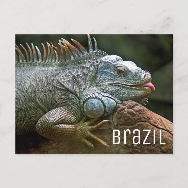 Iguana Lizard Brazil Wildlife Postkarte (Vorderseite)