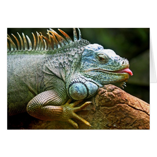 Iguana mit Zungenstich aus leerer Karte (Vorderseite (Horizontal))