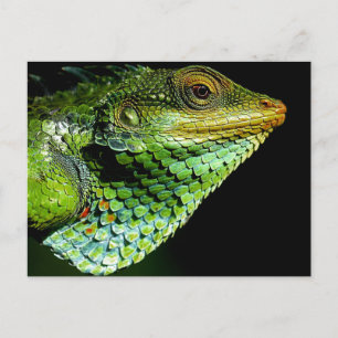 Iguana Nah-up Foto Postcard Postkarte