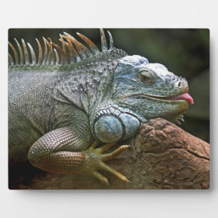 Iguana-Plakette Fotoplatte