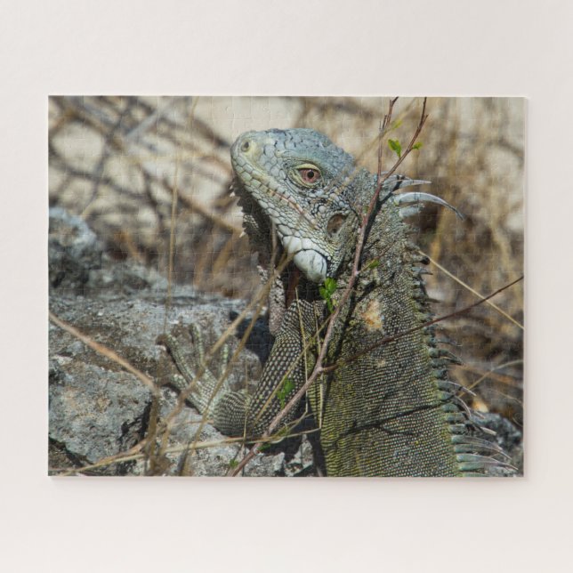 Iguana Posing on Rock for Camera (Horizontal)