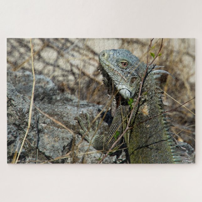 Iguana Posing on Rock for Camera (Horizontal)