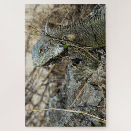 Iguana Posing on Rock for Camera