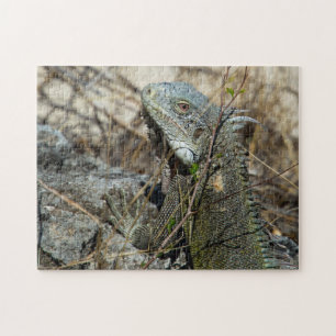 Iguana Posing on Rock for Camera