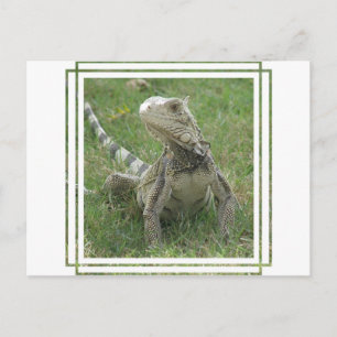 Iguana Postcard Postkarte