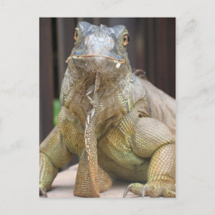 Iguana Postkarte