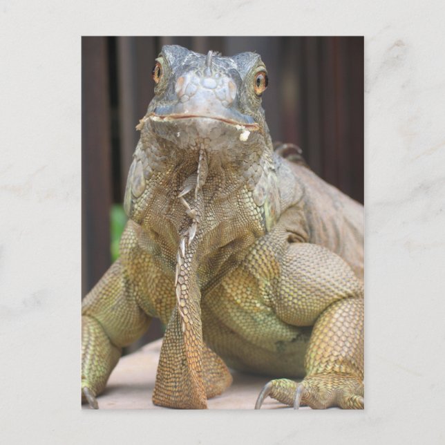 Iguana Postkarte (Vorderseite)