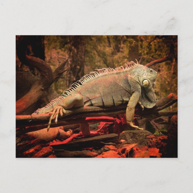 Iguana Postkarte (Vorderseite)