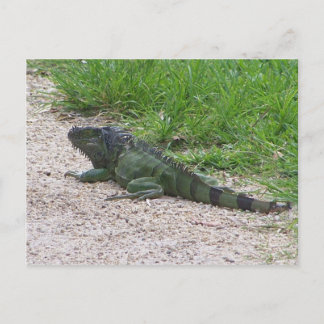 Iguana Postkarte