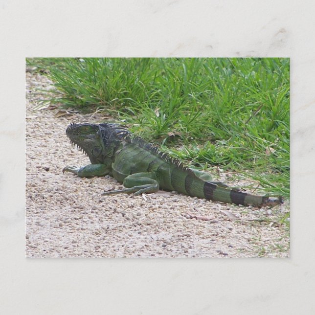 Iguana Postkarte (Vorderseite)