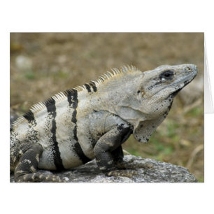 Iguana-Profil