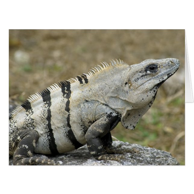Iguana-Profil (Vorderseite (Horizontal))