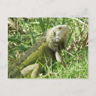 Iguana Puerto Rico Postkarte