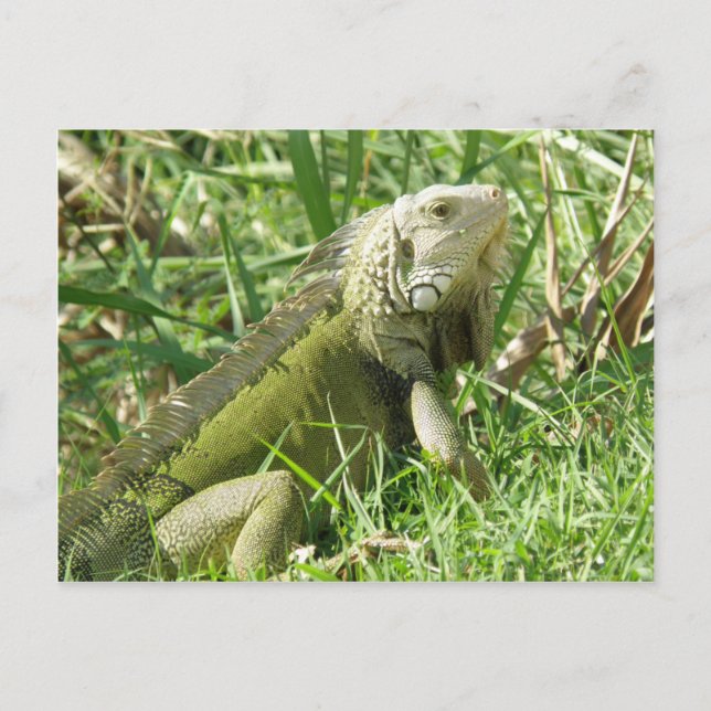 Iguana Puerto Rico Postkarte (Vorderseite)