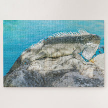 Iguana Sonnenbaden am Strand Rock