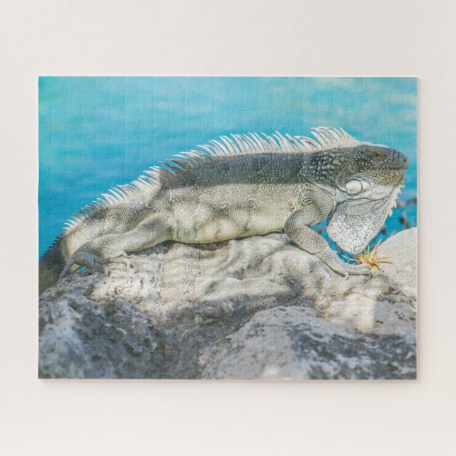 Iguana Sonnenbaden am Strand Rock (Horizontal)