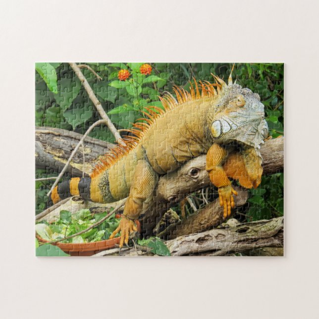 Iguana-Tier (Horizontal)