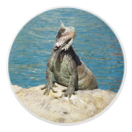 Iguana Tropical Wildlife Fotografy at St. Thomas Keramikknauf