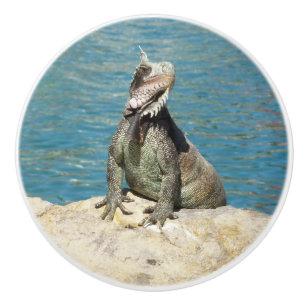 Iguana Tropical Wildlife Fotografy at St. Thomas Keramikknauf