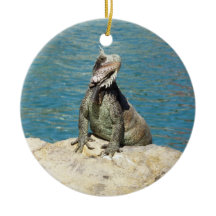 Iguana Tropical Wildlife Fotografy at St. Thomas