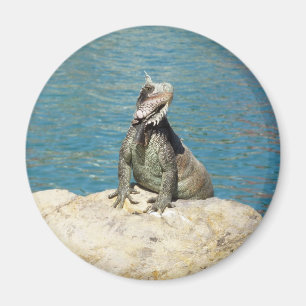 Iguana Tropical Wildlife Fotografy at St. Thomas Magnet