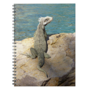 Iguana Tropical Wildlife Fotografy at St. Thomas Notizblock