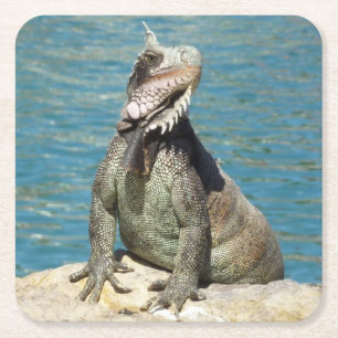 Iguana Tropical Wildlife Fotografy at St. Thomas Rechteckiger Pappuntersetzer