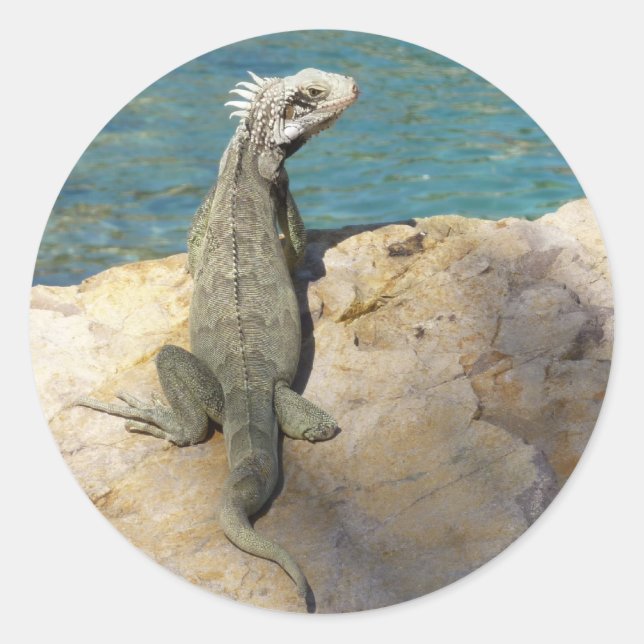 Iguana Tropical Wildlife Fotografy at St. Thomas Runder Aufkleber (Vorderseite)