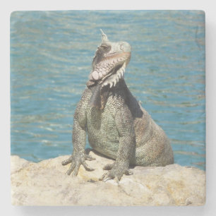 Iguana Tropical Wildlife Fotografy at St. Thomas Steinuntersetzer