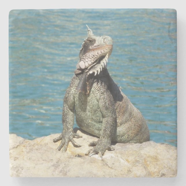 Iguana Tropical Wildlife Fotografy at St. Thomas Steinuntersetzer (Vorderseite)