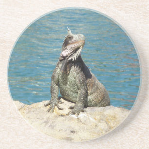 Iguana Tropical Wildlife Fotografy Getränkeuntersetzer
