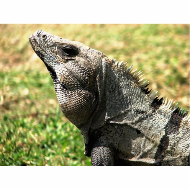 Iguana, Tulum, Mexiko Freistehende Fotoskulptur (Vorne)