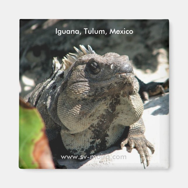 Iguana, Tulum, Mexiko Magnet (Vorne)