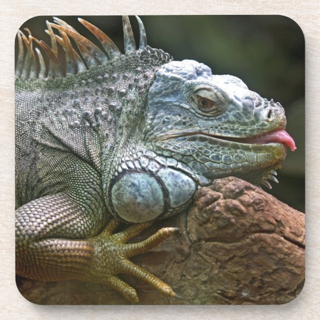 Iguana Untersetzer (Vorderseite)