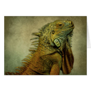 Iguana verte