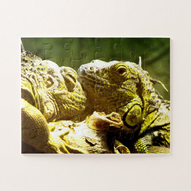 Iguanas (Horizontal)