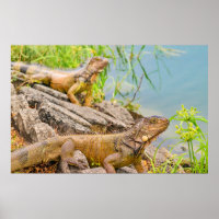 Iguanas am Ufer des Flusses in Guayaqui, Ecuador