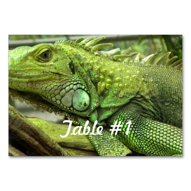 Iguanas und Lizards Tischnummer (Vorderseite)