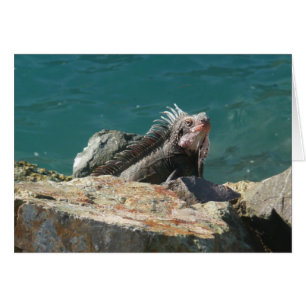 Iguane à St-Thomas