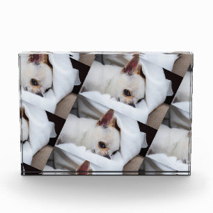 Ihr Haustier Hund Welpe benutzerdefinierte Foto ch