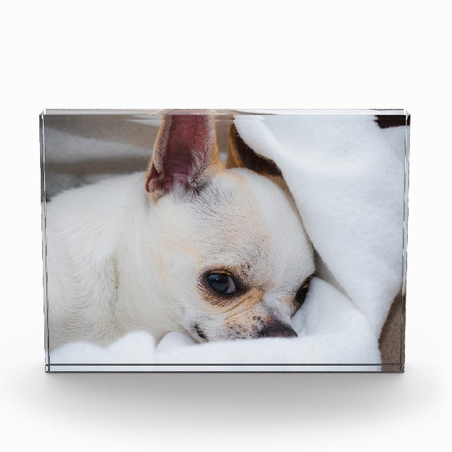 Ihr Haustier Hund Welpe Foto chihuahua (Vorderseite)