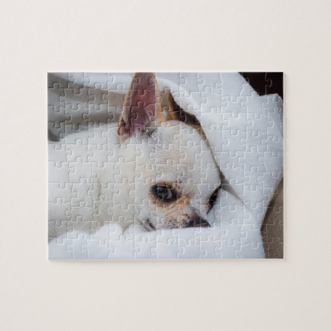 Ihr Haustier Hund Welpe Foto chihuahua (Horizontal)