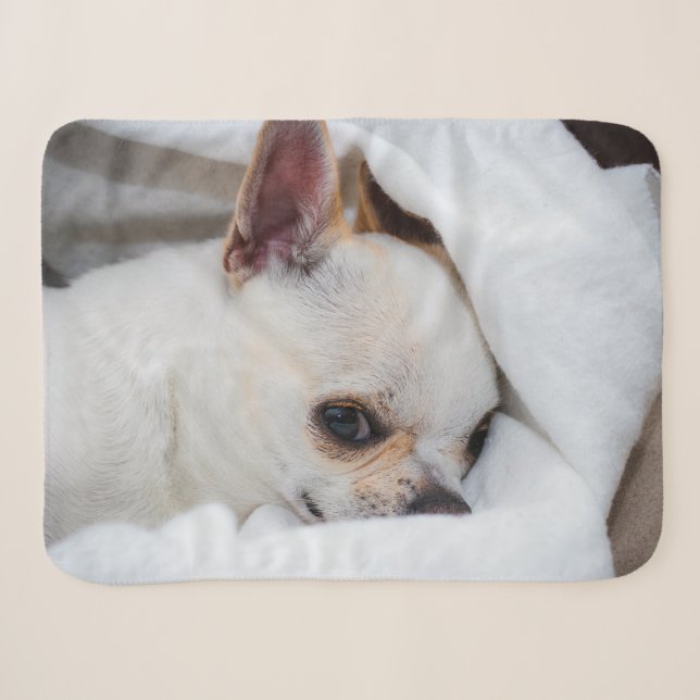 Ihr Haustier Hund Welpe Foto chihuahua Sherpadecke (Vorderseite (Horizontal))