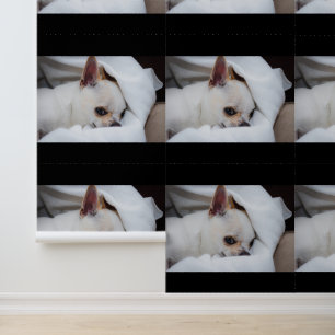 Ihr Haustier Hund Welpe Foto chihuahua Tapete