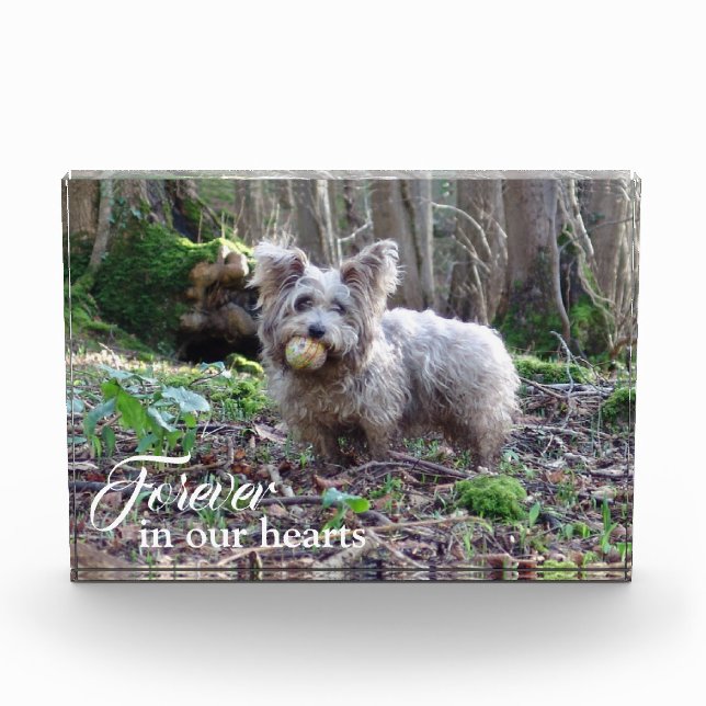 Ihr Hund Foto für immer in unseren Herzen (Vorderseite)