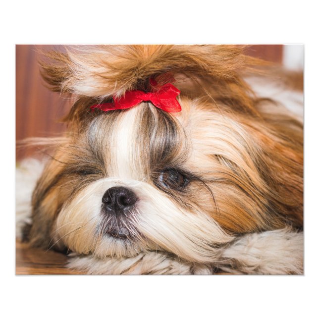 Ihr Hundewelpen-Foto Fotodruck (Vorne)